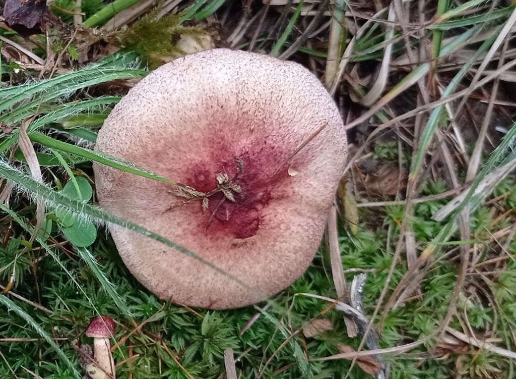 Tricholomopsis rutilans